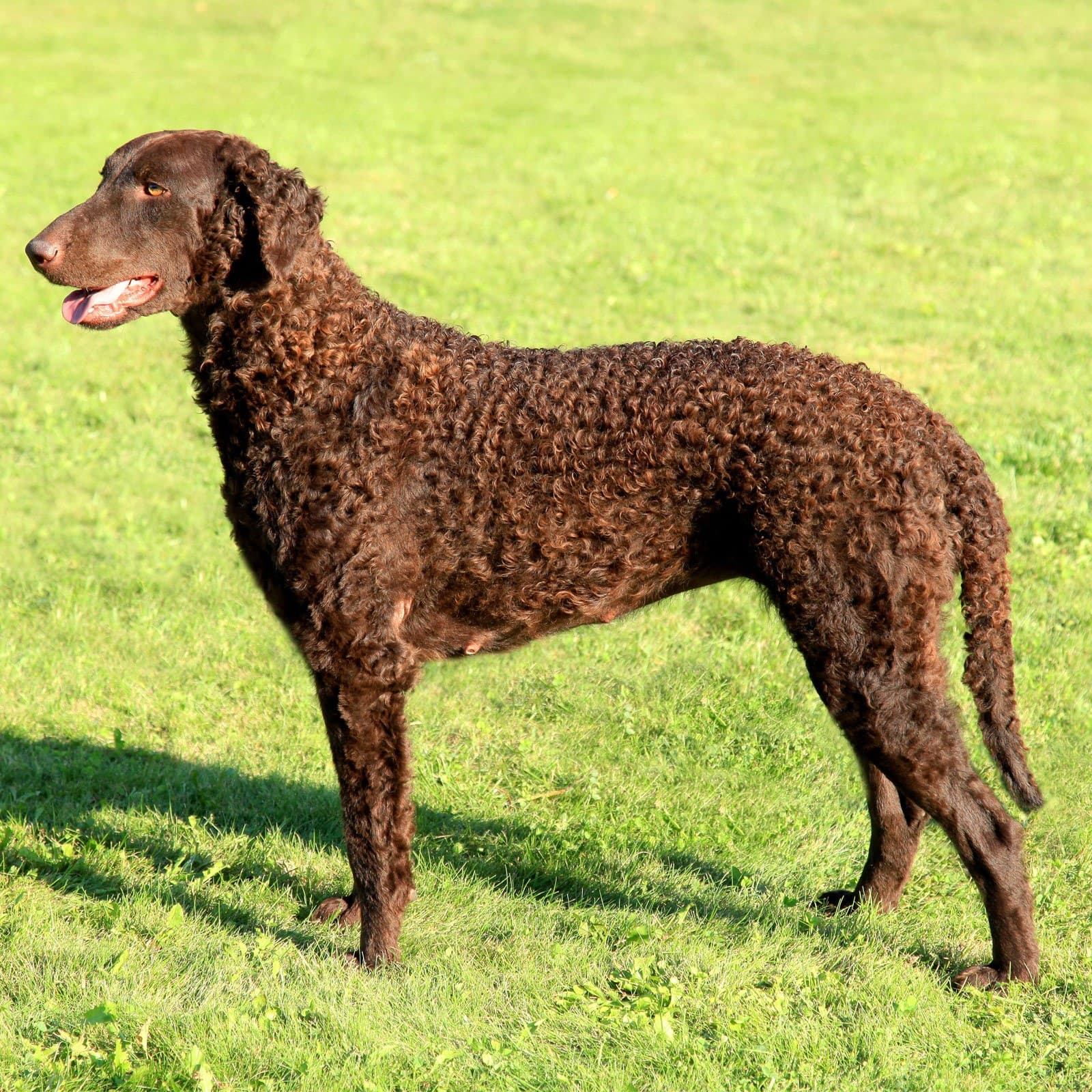 Curly-Coated Retriever