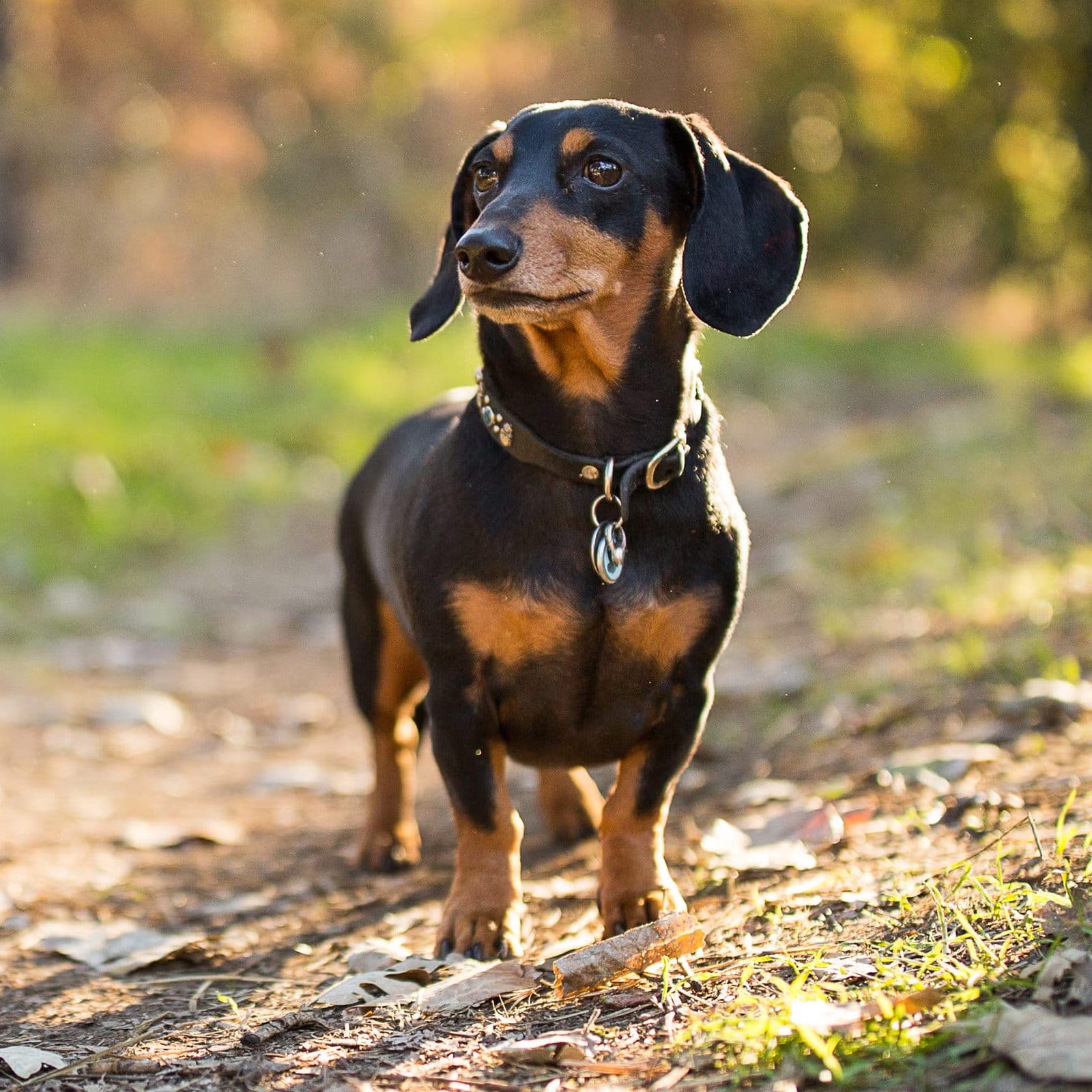 Dachshund