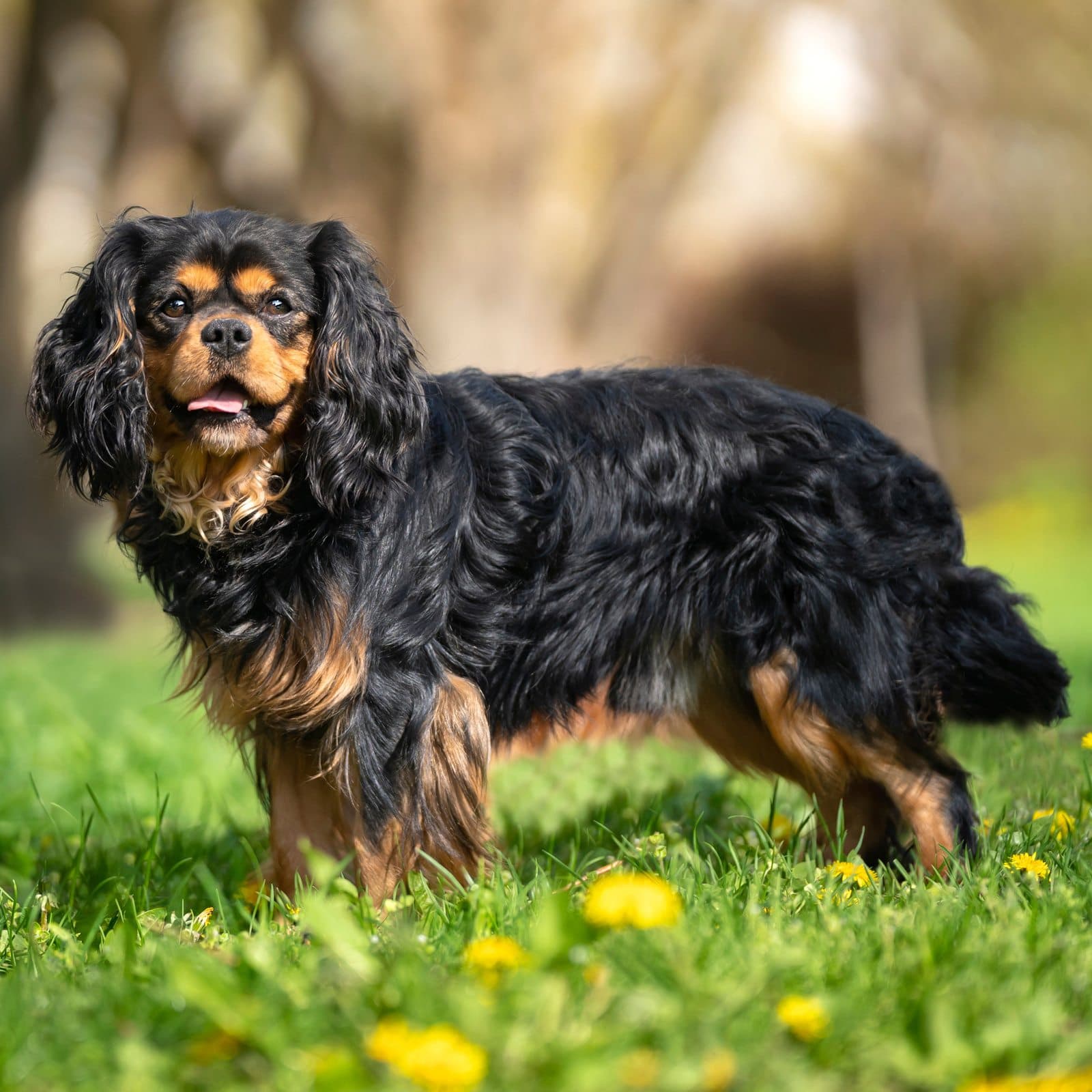 English Toy Spaniel