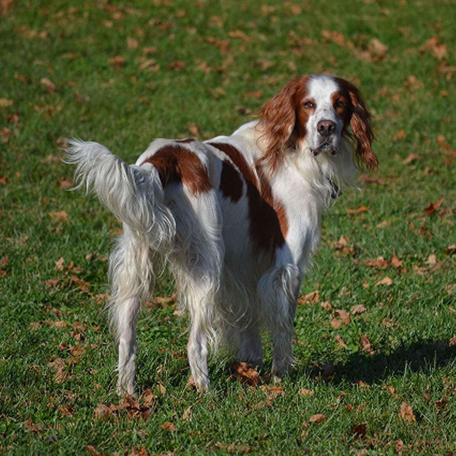 Irish Red and White Setter