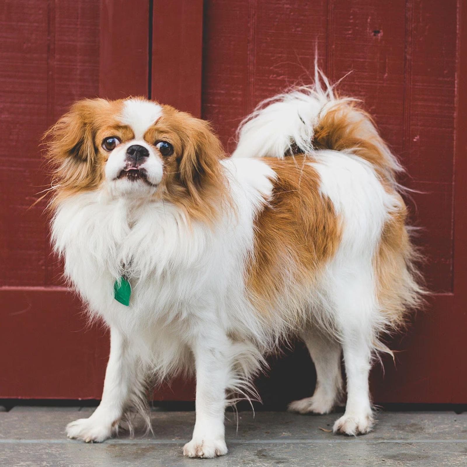 Japanese Chin