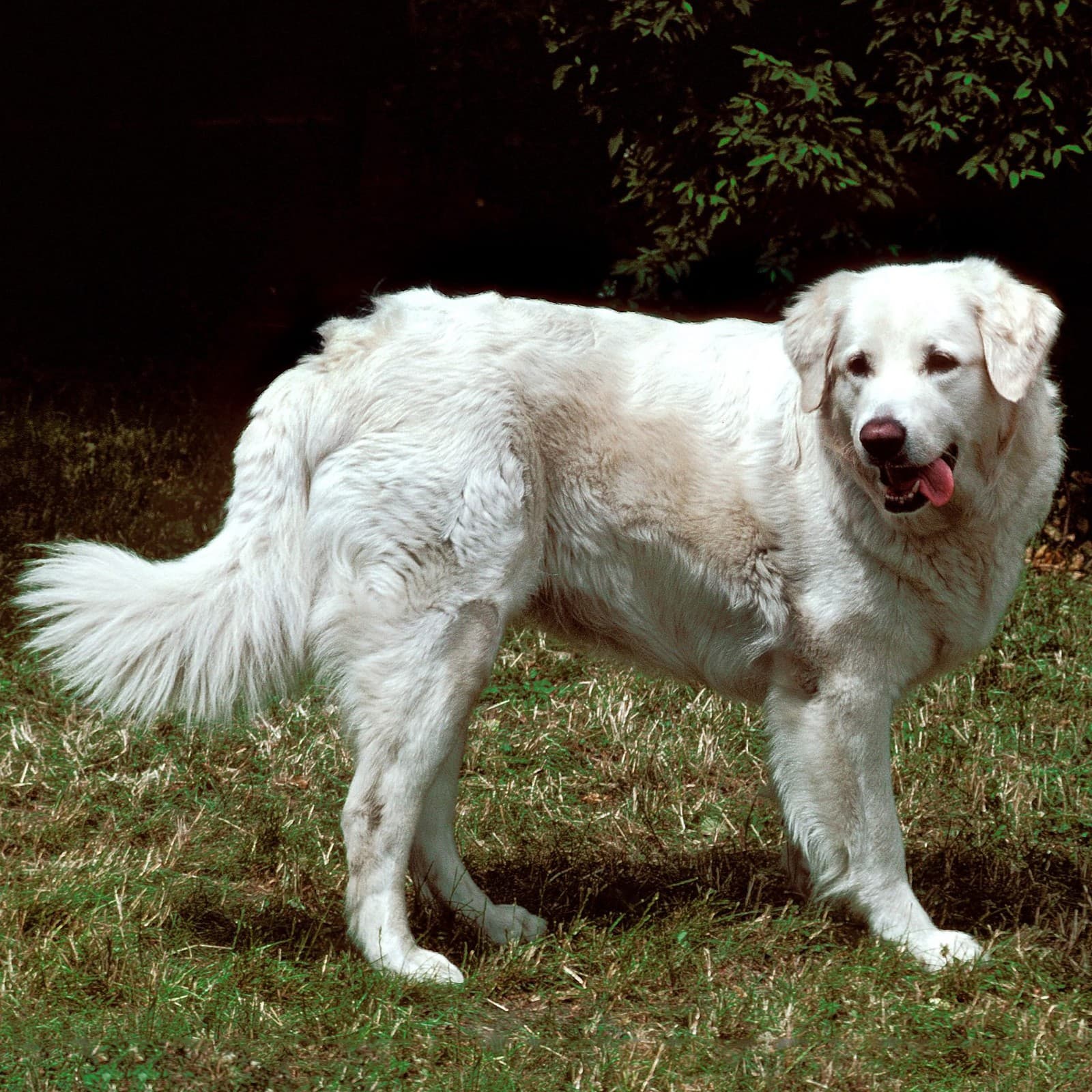 Kuvasz