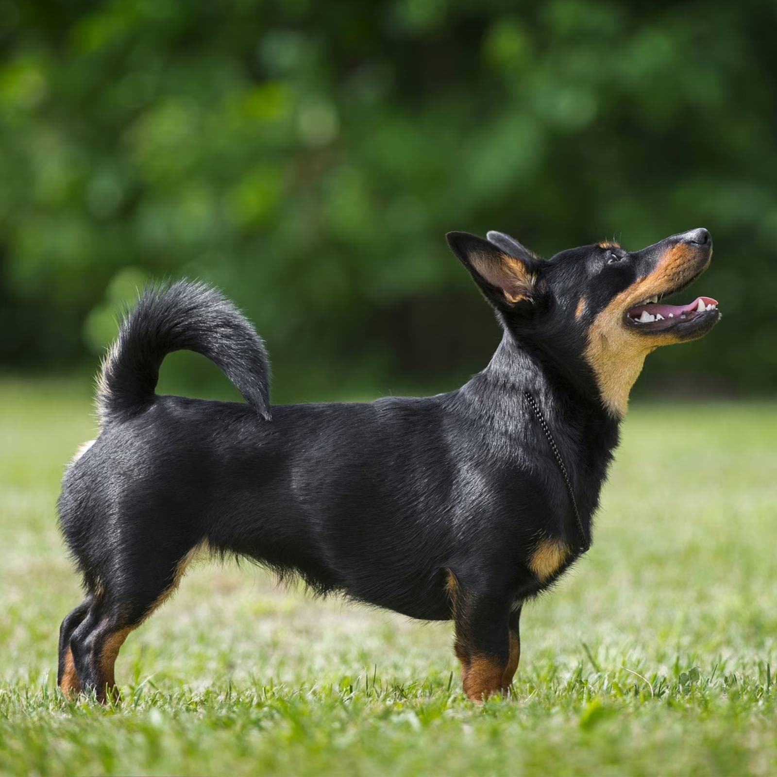 Lancashire Heeler