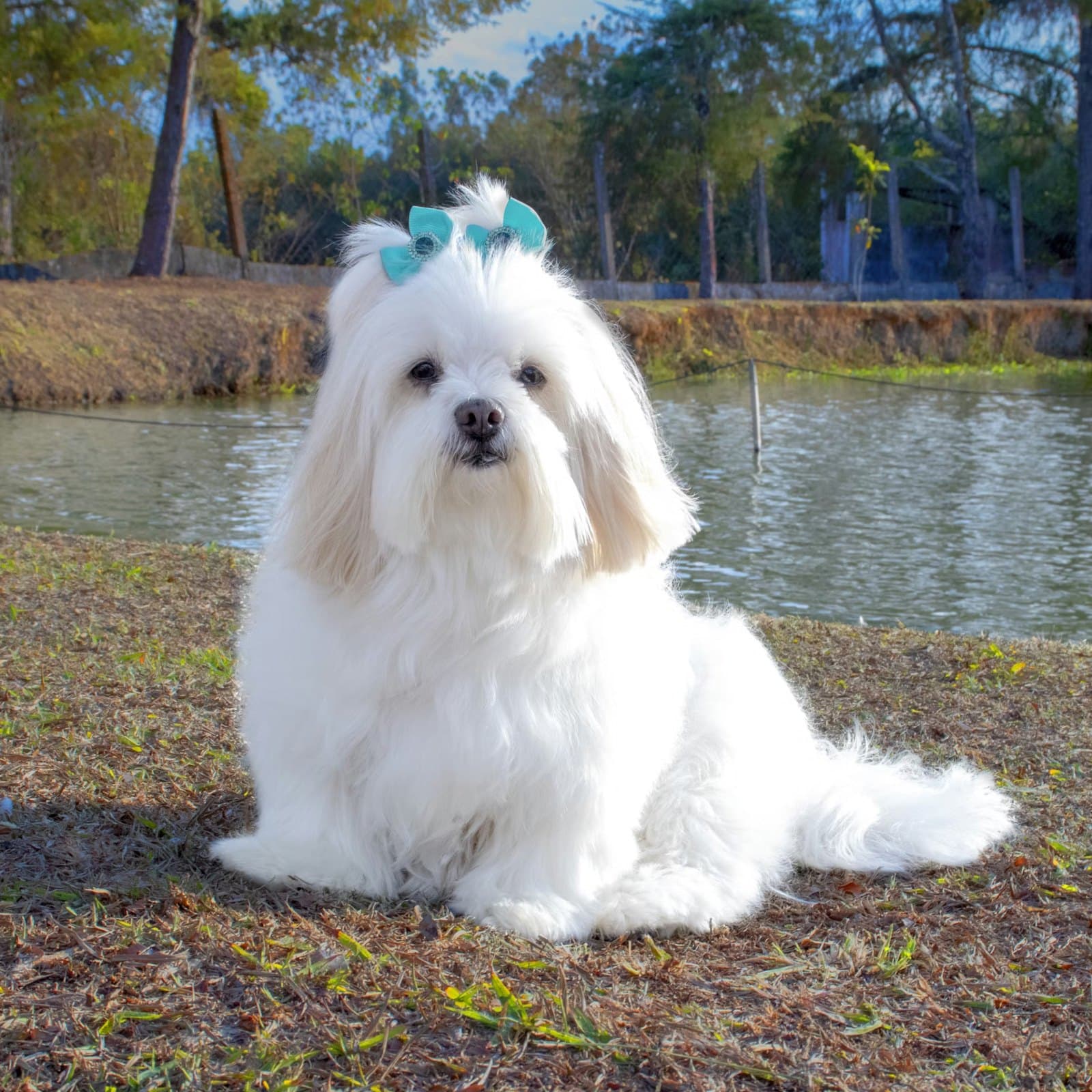 Lhasa Apso