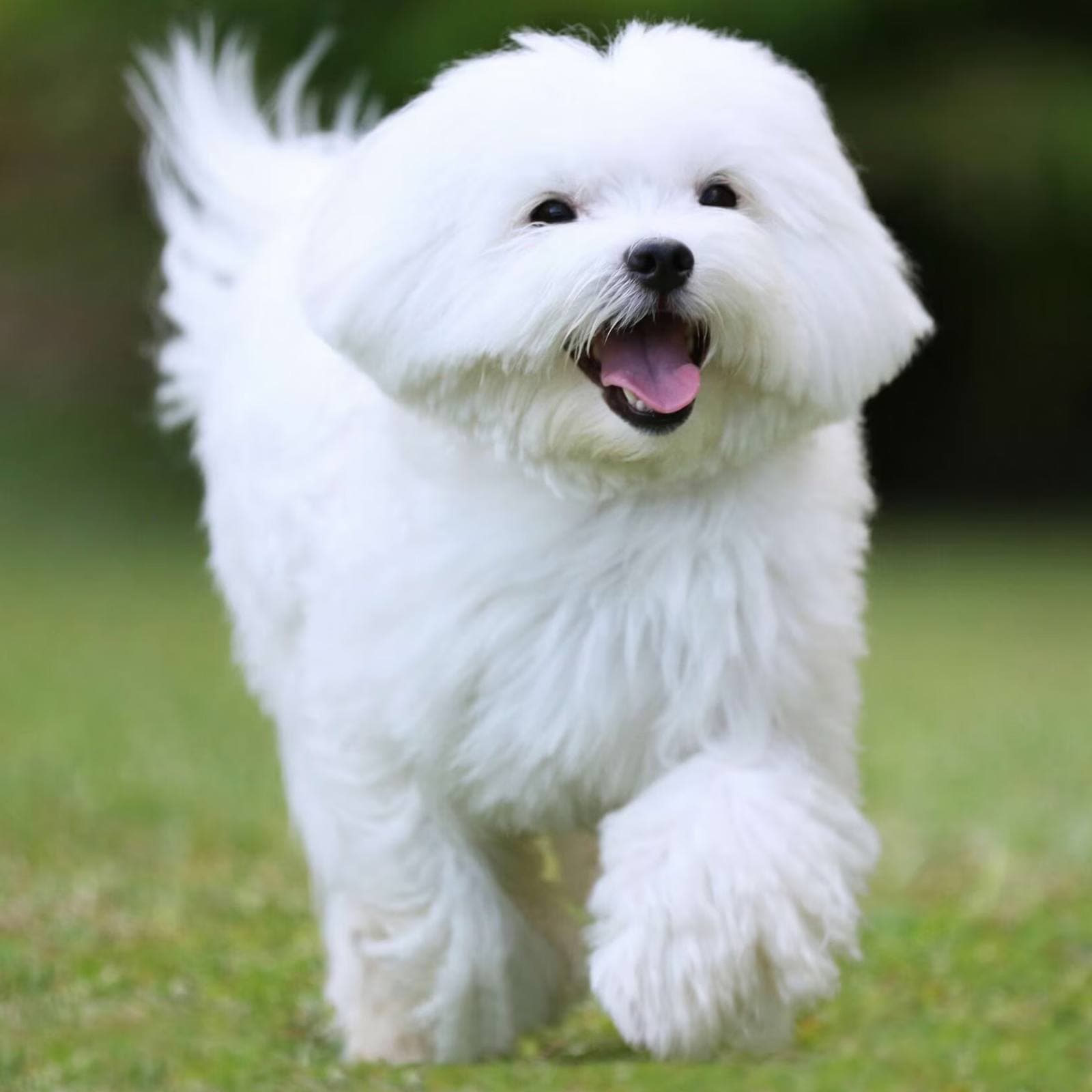Maltese