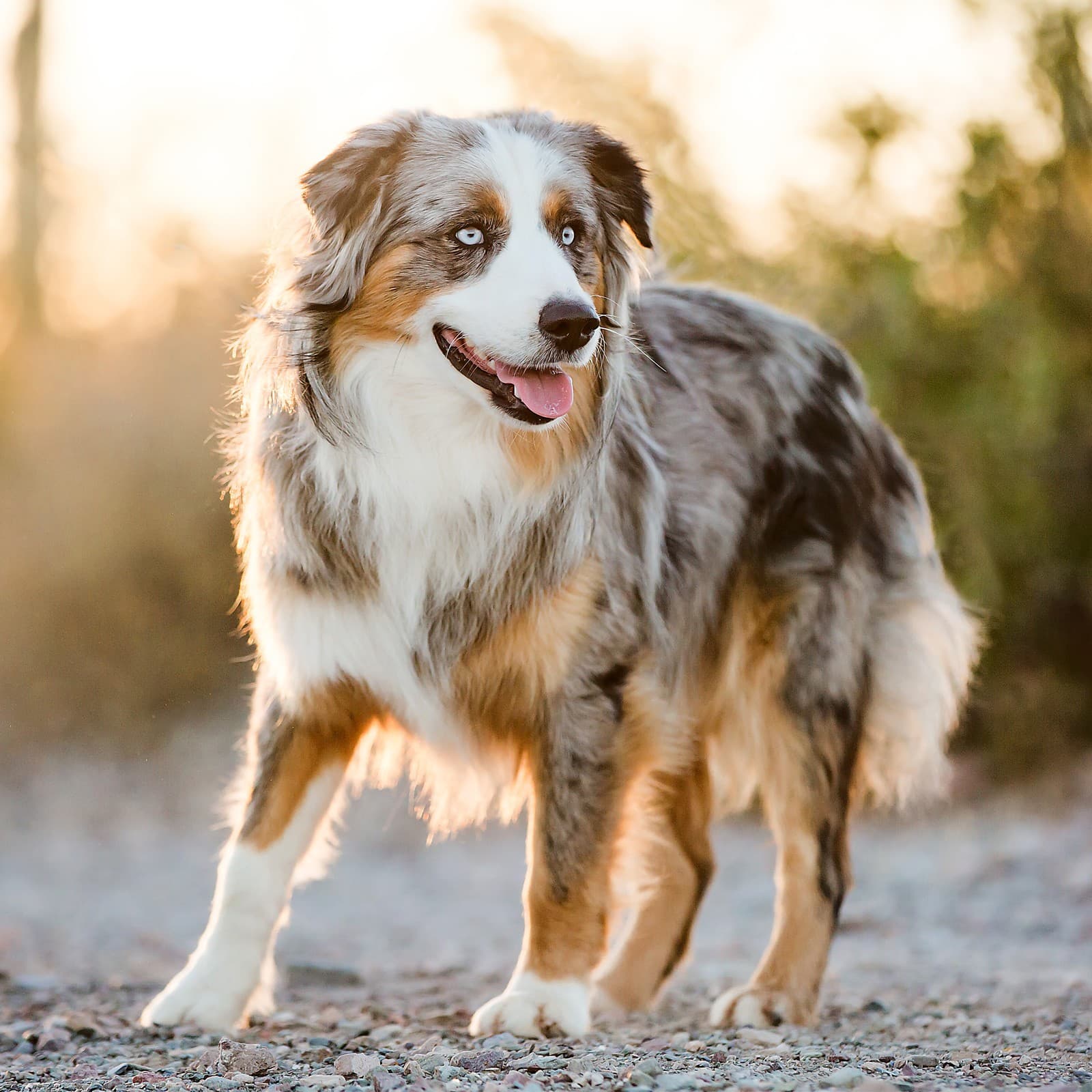 Miniature American Shepherd