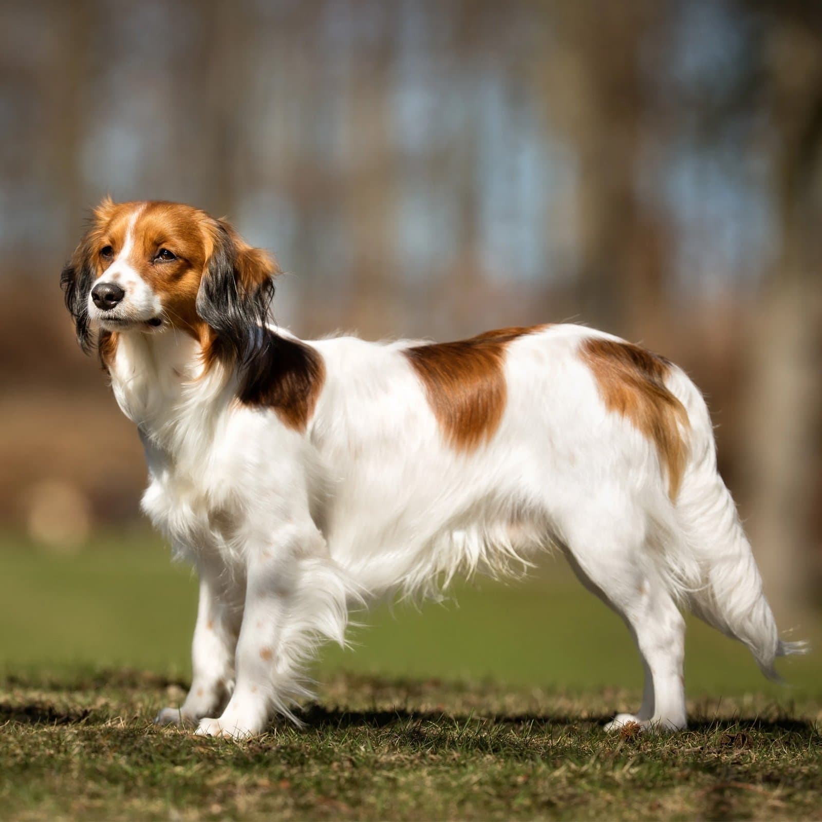 Nederlandse Kooikerhondje