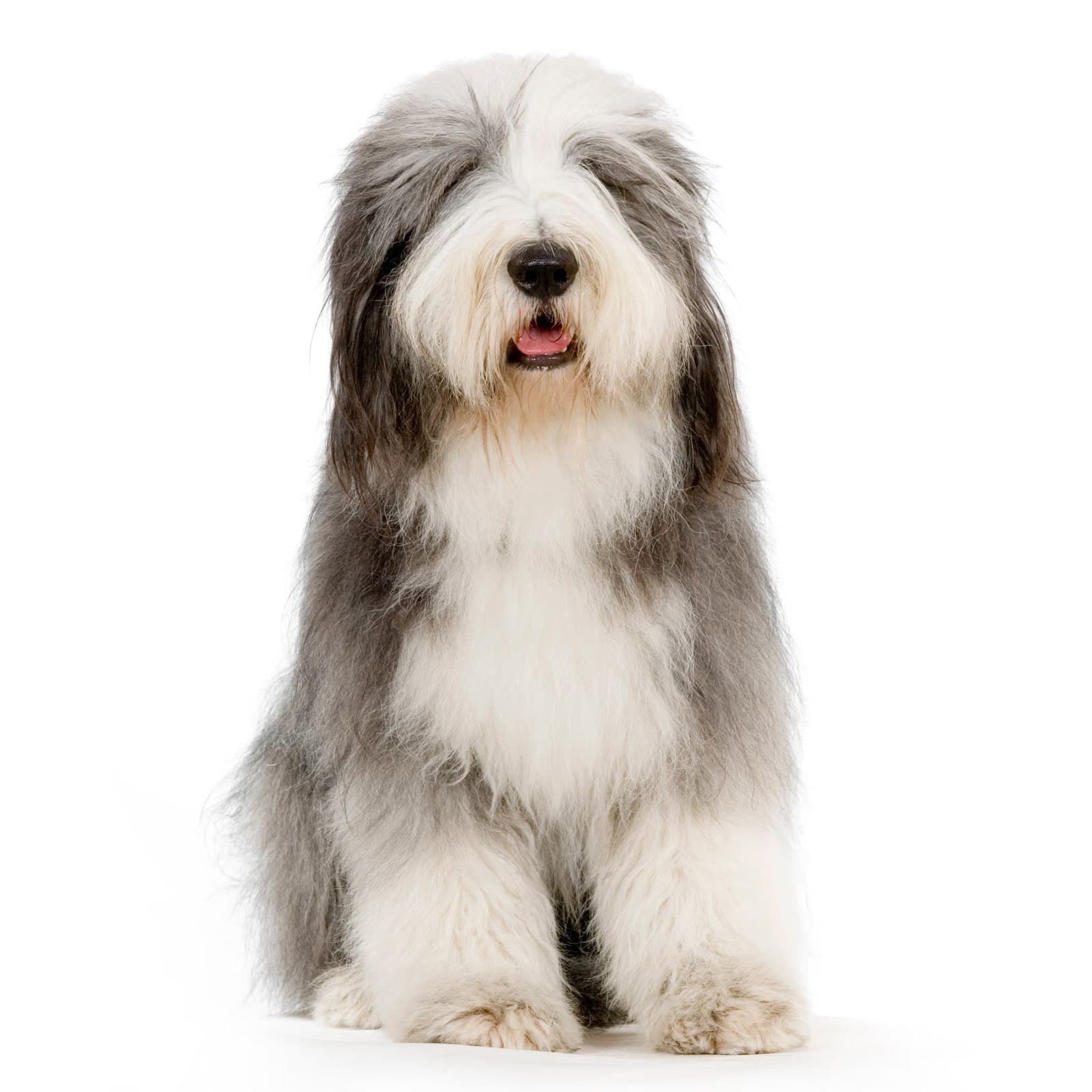 Old English Sheepdog