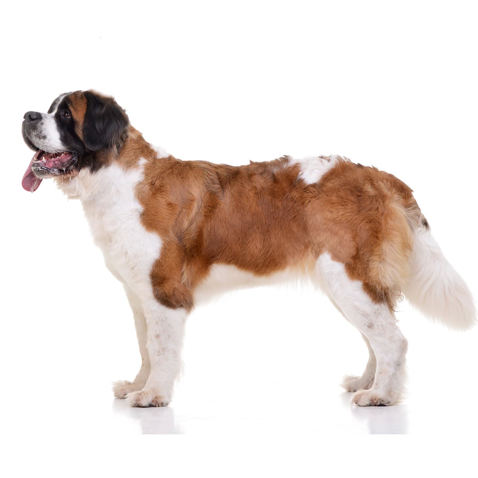 Saint Bernard