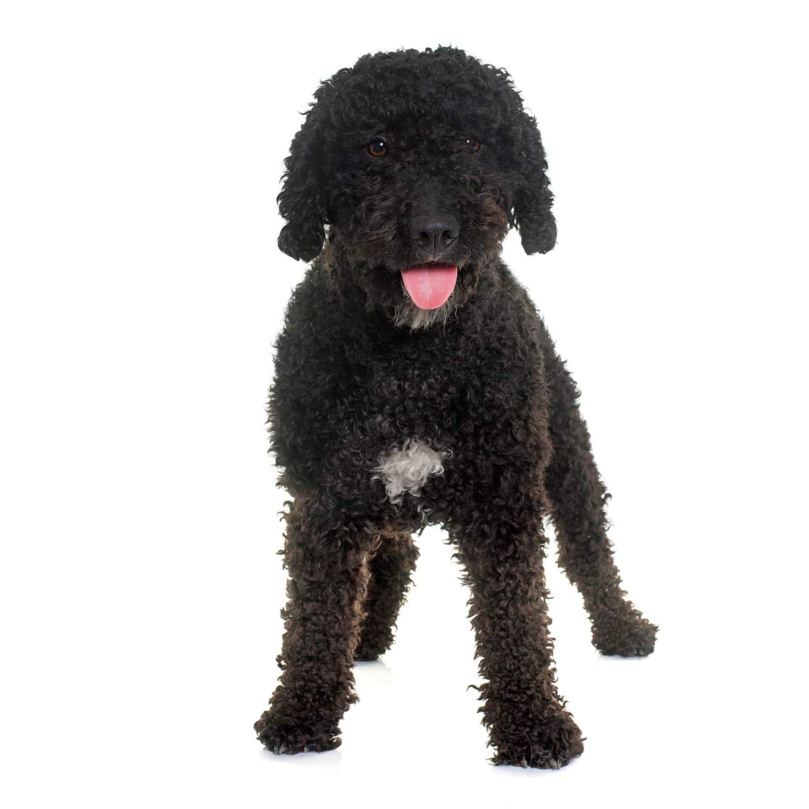 Spanish Water Dog