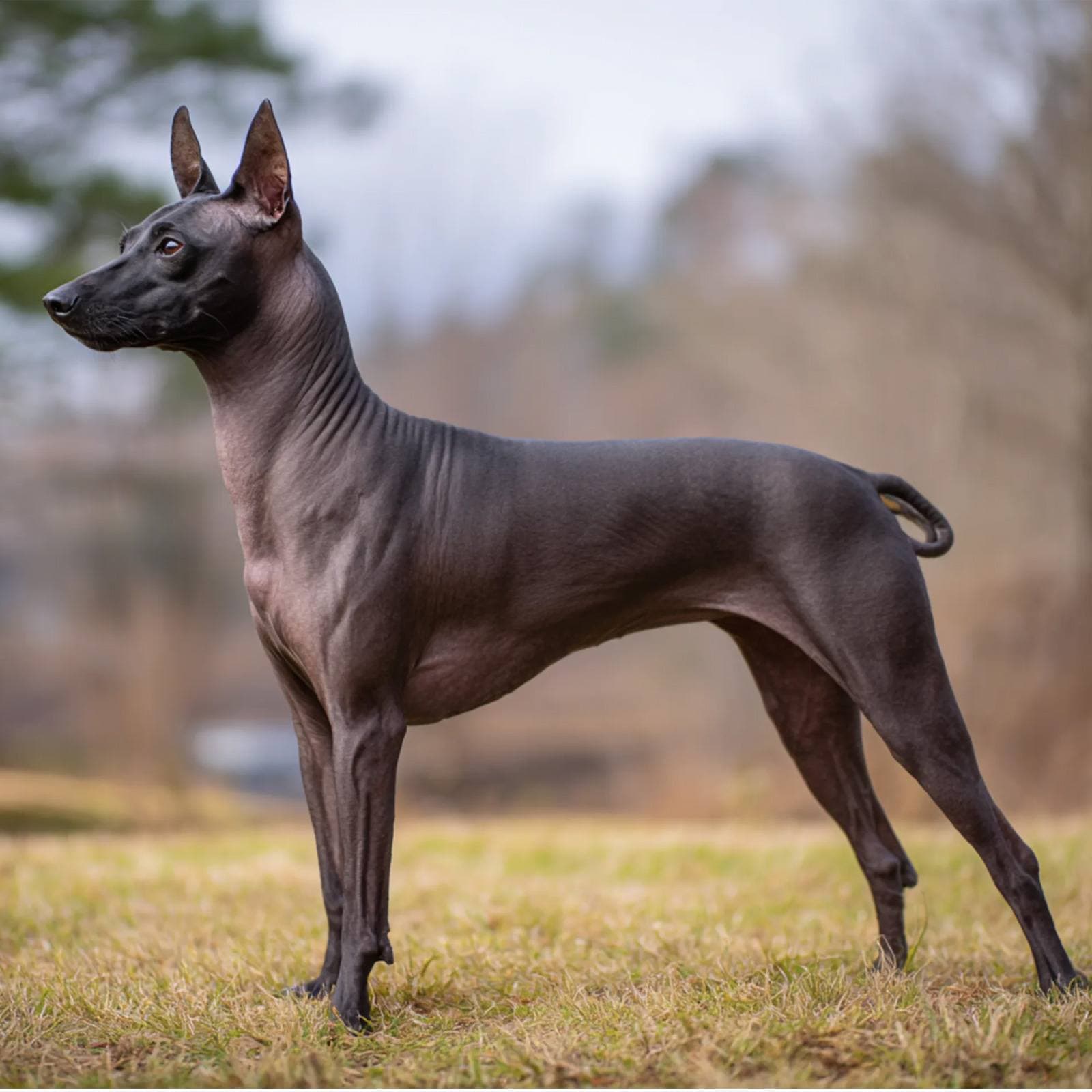 Xoloitzcuintli