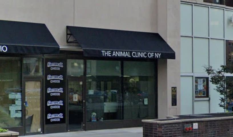 Animal Clinic of New York