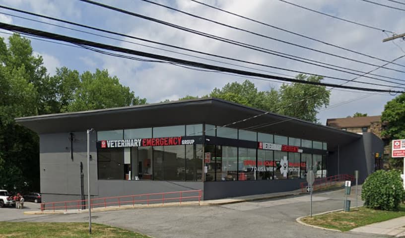 Animal Dermatology Clinic
