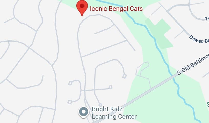 Iconic Bengal Cats