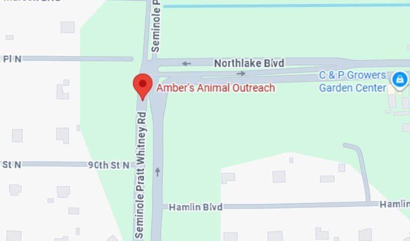 Amber's Animal Outreach
