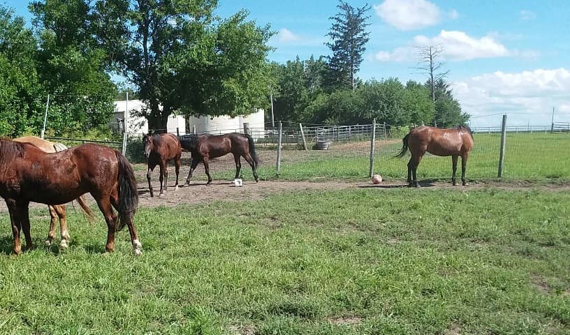 Society for Hooved Animals' Rescue and Emergency