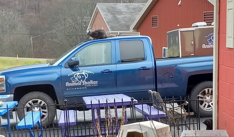 Allegany County Animal Shelter