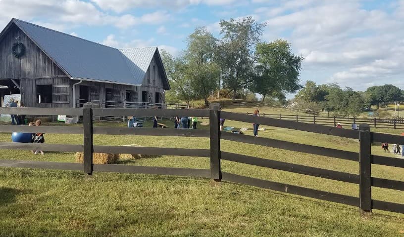 Freedom Hill Horse Rescue