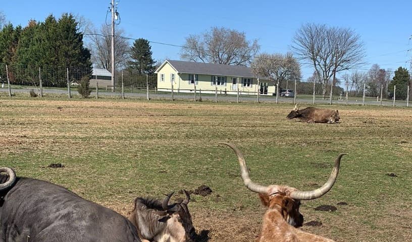 WorkHorse Farm Rescue & Exotics