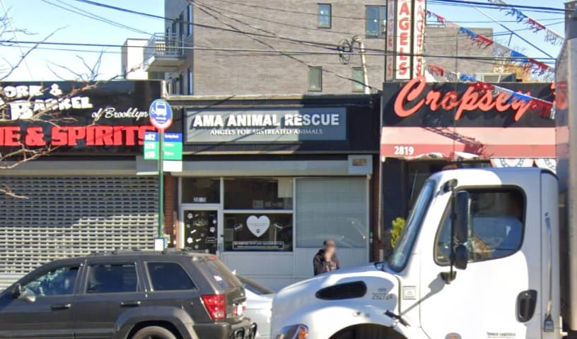 AMA Animal Rescue