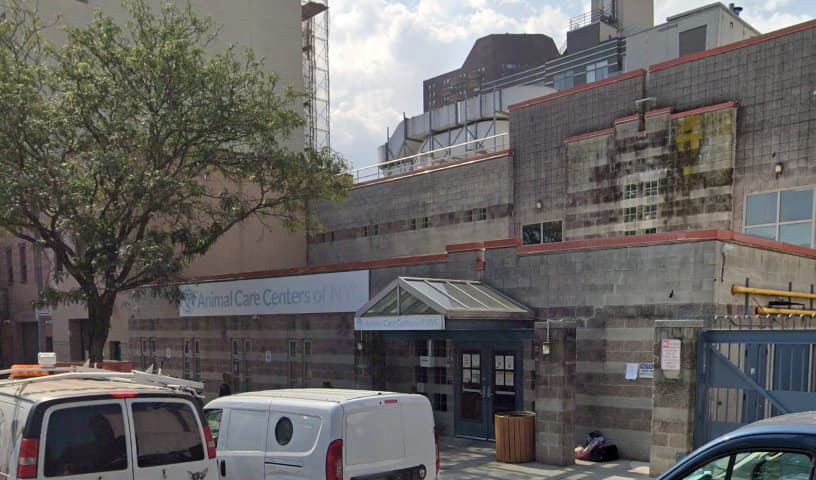 Animal Care Centers of NYC - Manhattan