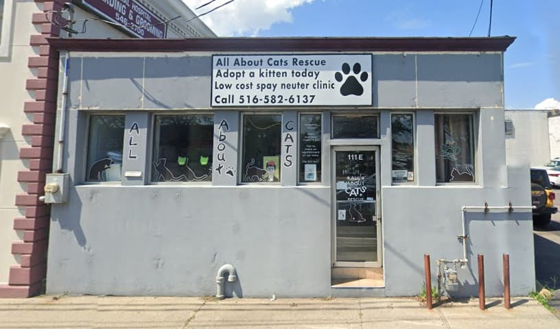 All About Cats Rescue