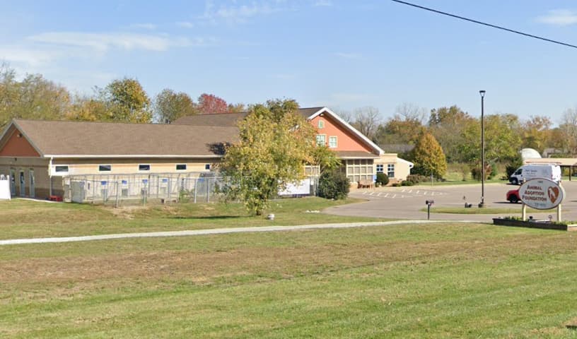 Animal Adoption Foundation