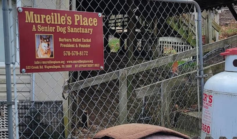 Mureille's Place - A Senior Dog Sanctuary