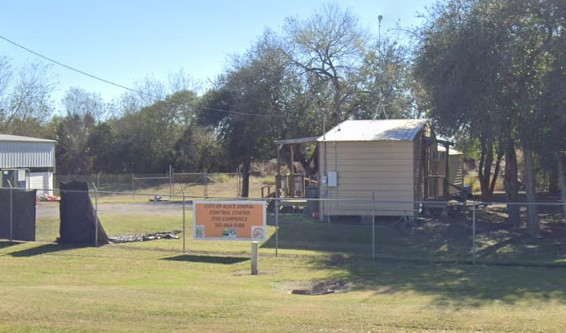 Alice City Animal Control
