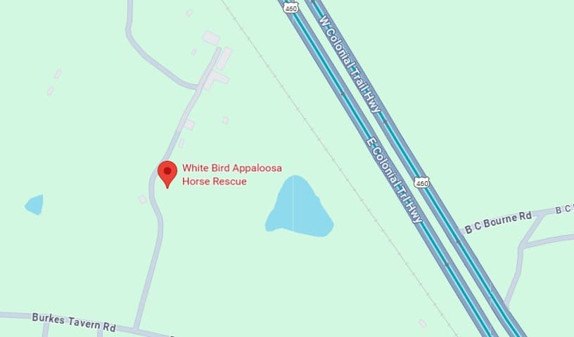 White Bird Appaloosa Horse Rescue
