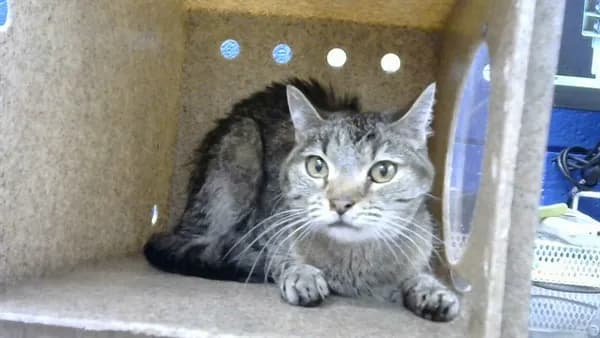 Valentine - Domestic Shorthair mix