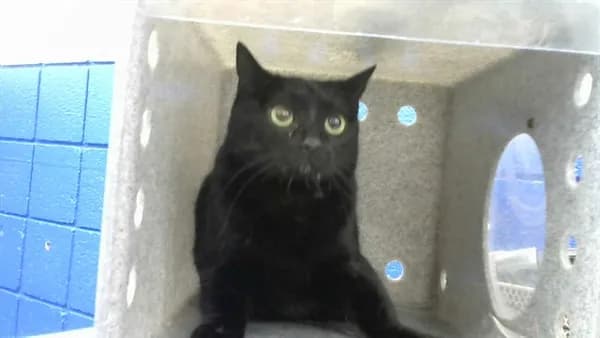 Salem - Domestic Shorthair
