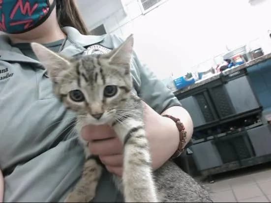 Penny - Domestic Shorthair