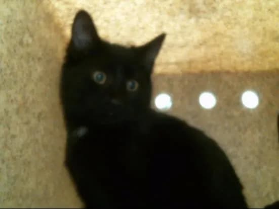 Sugar - Domestic Shorthair