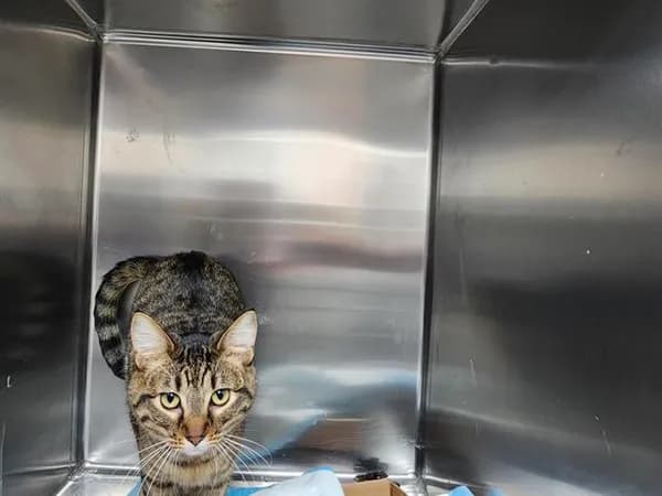 Soosi - Domestic Shorthair