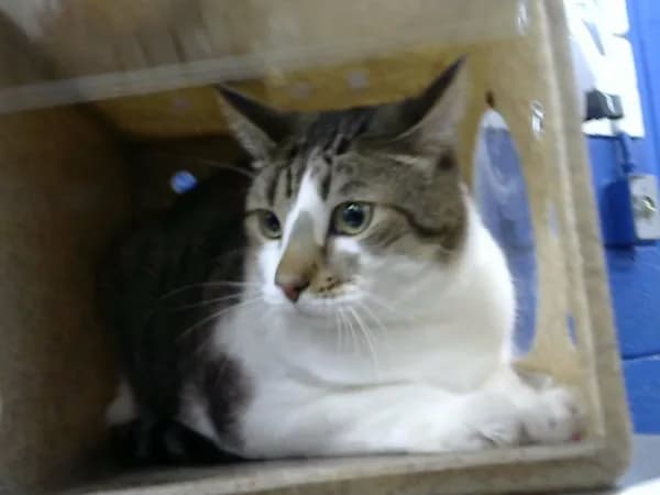 Shenron - Domestic Shorthair