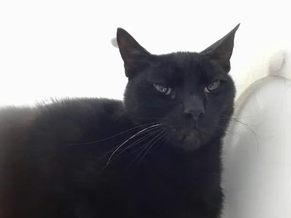 Mystery - Domestic Shorthair mix