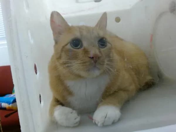Tiger - Domestic Shorthair mix