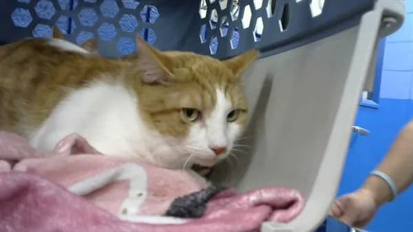 Chill Guy - Domestic Shorthair