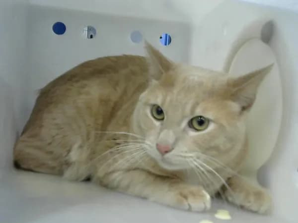 Lilo - Domestic Shorthair mix