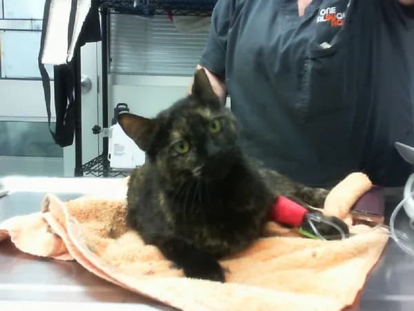 Squirt - Domestic Shorthair mix