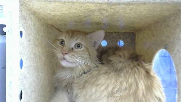 Mr. - Domestic Longhair