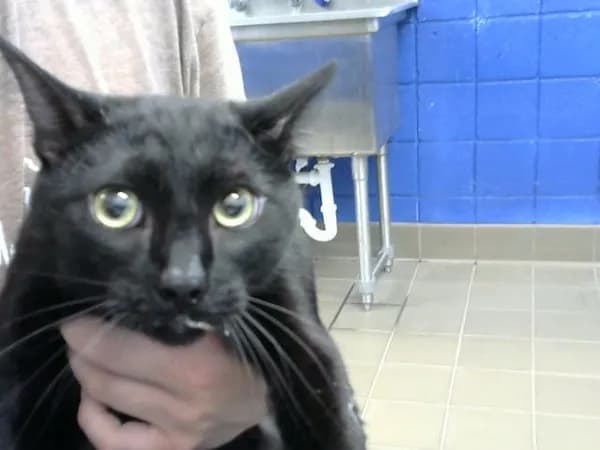 Burberry - Domestic Shorthair mix