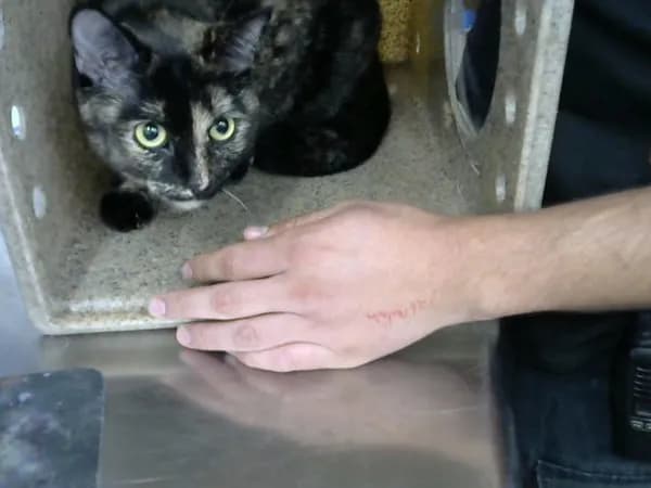Bean - Domestic Shorthair