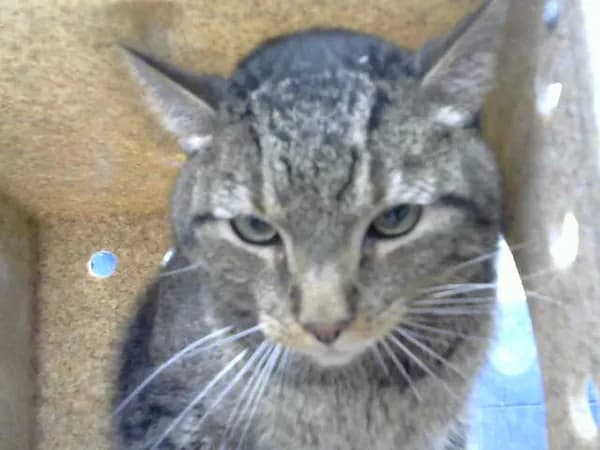 Taco - Domestic Shorthair