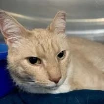 Libby - Domestic Shorthair