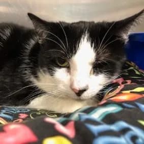 Gracie - Domestic Shorthair
