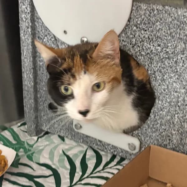 Spirit - Domestic Shorthair