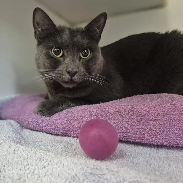 Lilah - Domestic Shorthair