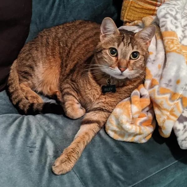 Galvan 13 - Domestic Shorthair